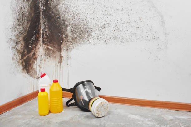 Best Mold Remediation Experts  in Creola, AL
