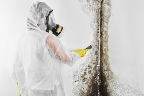 Best Toxic Mold Removal  in Creola, AL