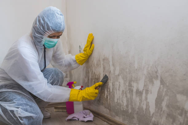 Best Black Mold Removal  in Creola, AL