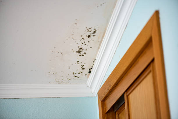 Mold Removal and Inspection in Creola, AL