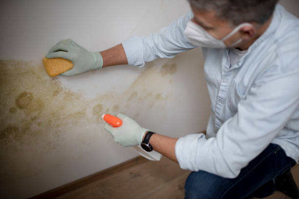 Trusted Creola, AL Mold Removal Experts