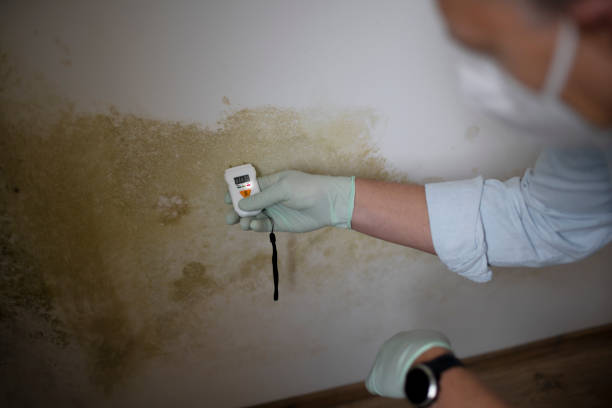 Best Office Mold Removal Services  in Creola, AL