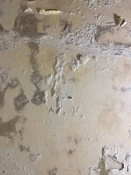 Best Fast Mold Removal  in Creola, AL